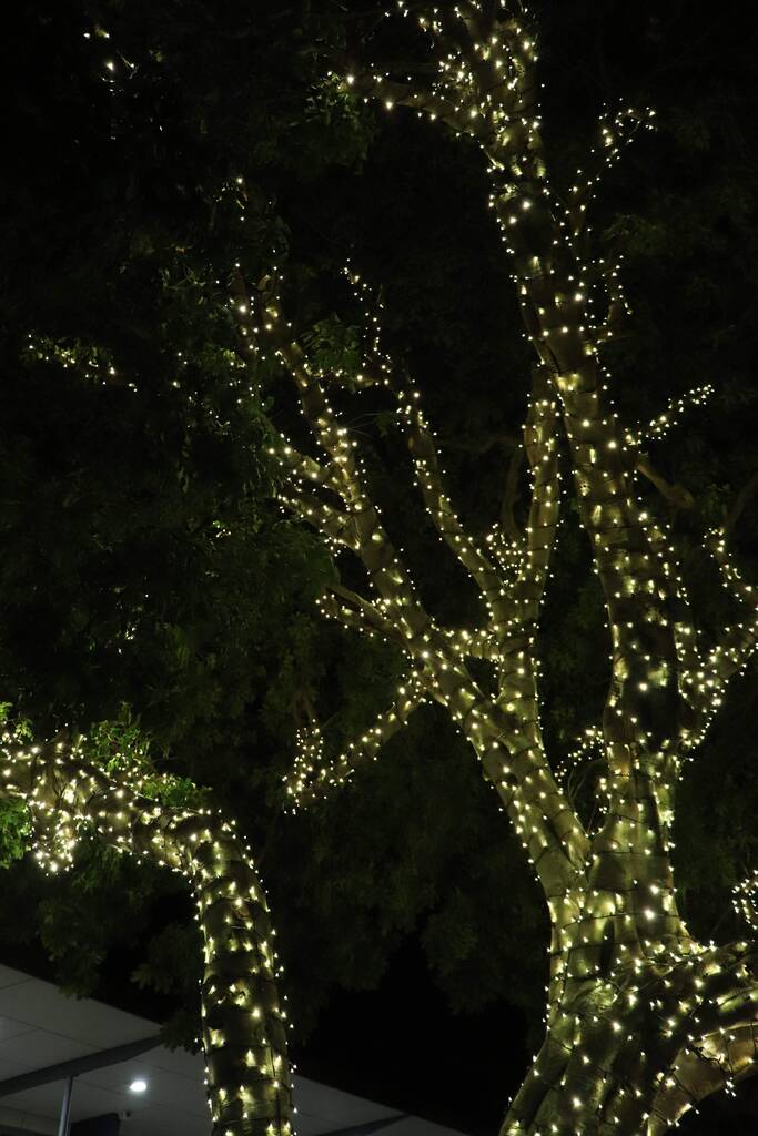 Fairy lights trace the shape of the trees, outlining their silhouettes against the night sky.