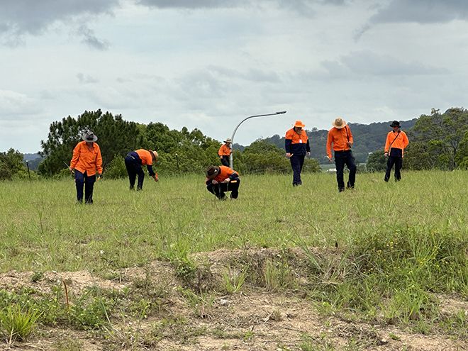 Fire ant inspection - Murwillumbah