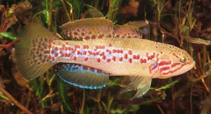  the Southern Purple Spotted Gudgeon fish