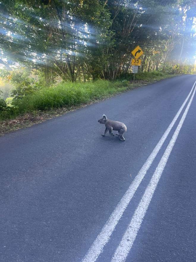 Koala crossing the road in Nunderi