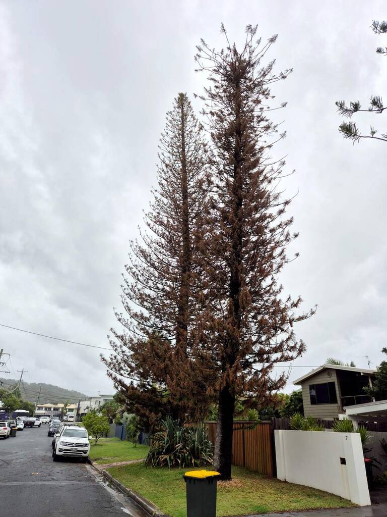 Palm Ave Norfolk pine
