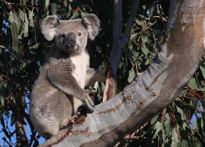 Koala in tree