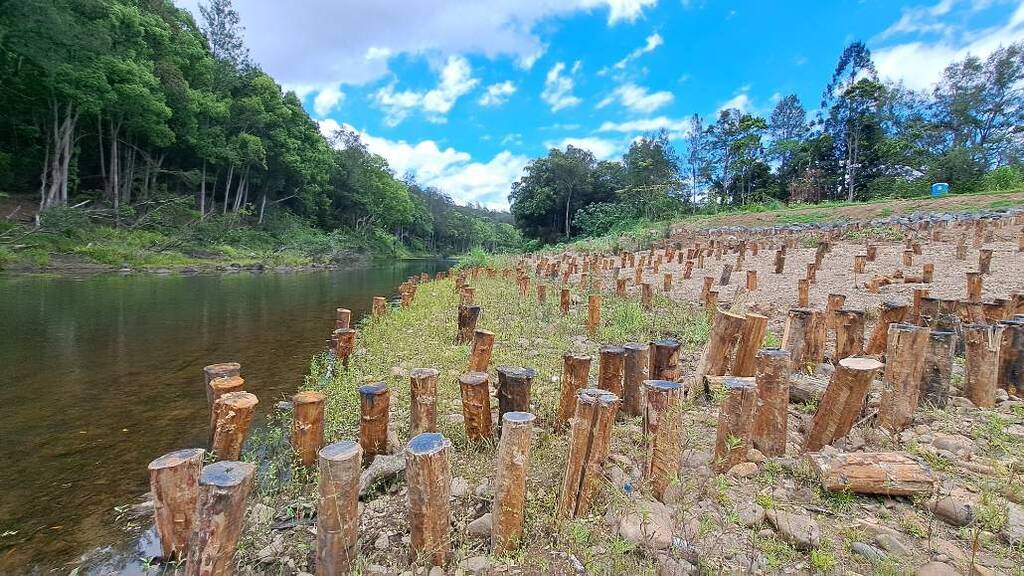 Since the 2022 floods, 51,370 trees have been planted as part of the flood recovery effort.