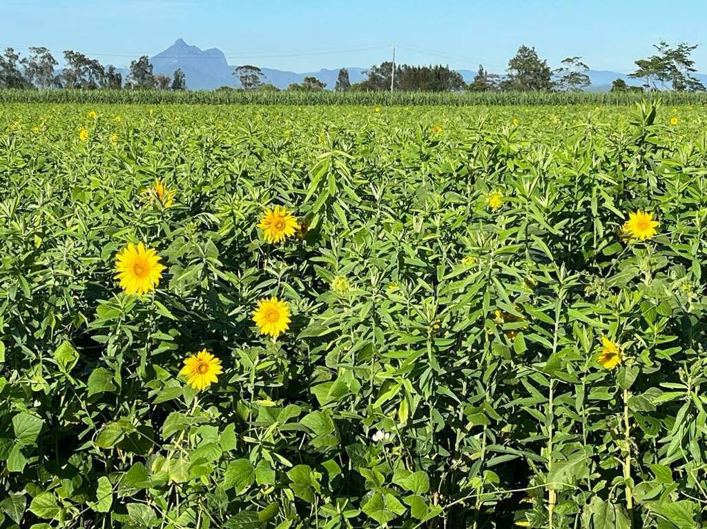 A successful trial of a multi-species cover crop